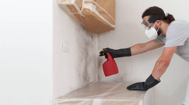 Professional Attic Mold Removal technician working in Saint Charles, IL