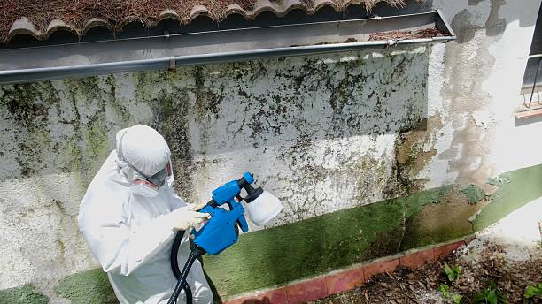 Trusted Mold Testing service in Saint Charles, IL - Cheap Mold Removal